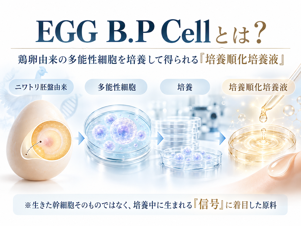 EGG B.P Cellがニワトリ胚盤由来の多能性細胞を培養し培養順化培養液として得られる流れを示す図