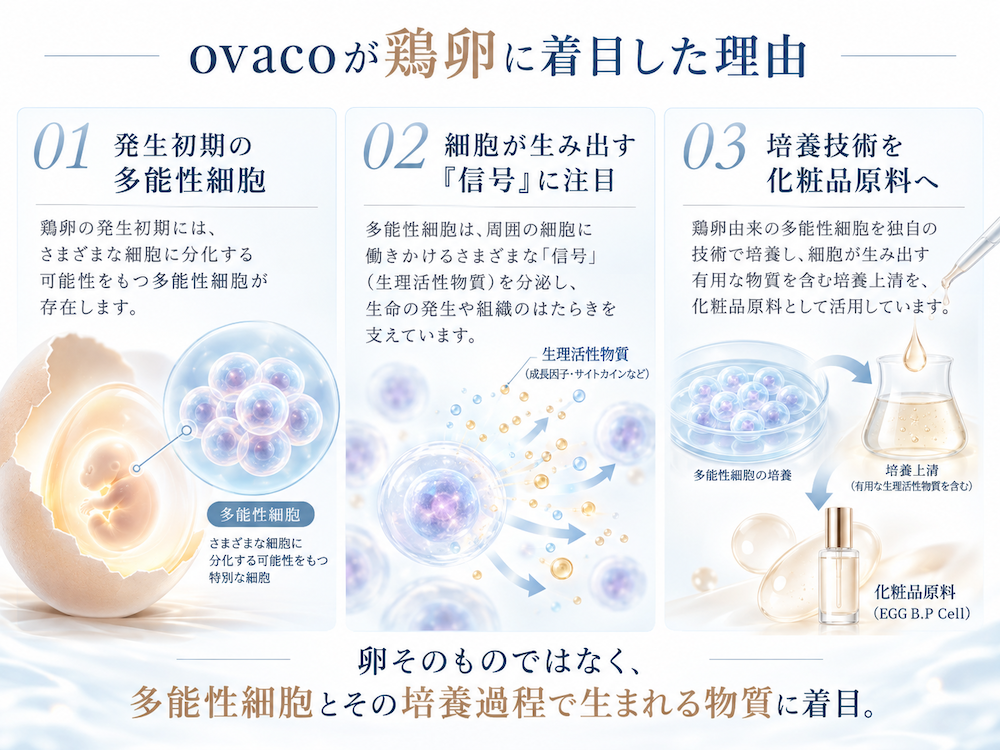 ovacoが鶏卵由来の多能性細胞と培養過程に注目した理由を説明する図