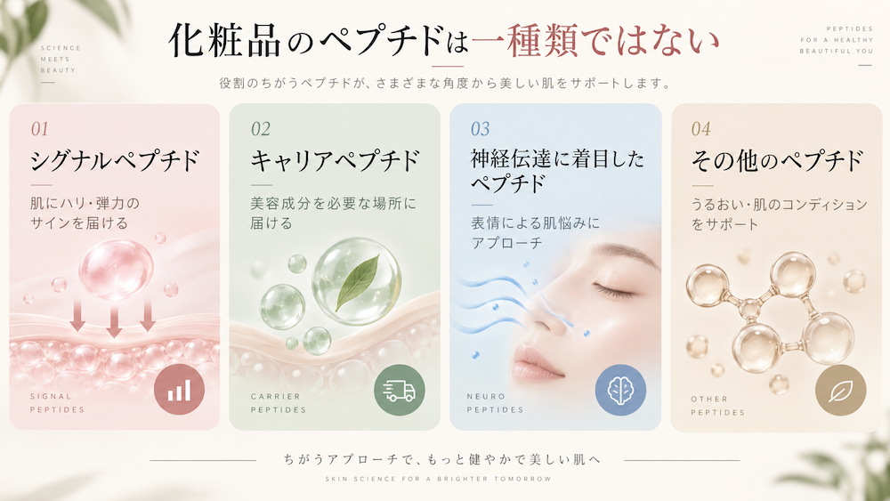 化粧品に使われる主なペプチドの種類を示した図