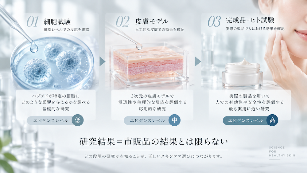 ペプチド研究における細胞試験・皮膚モデル・完成品のヒト試験の違い
