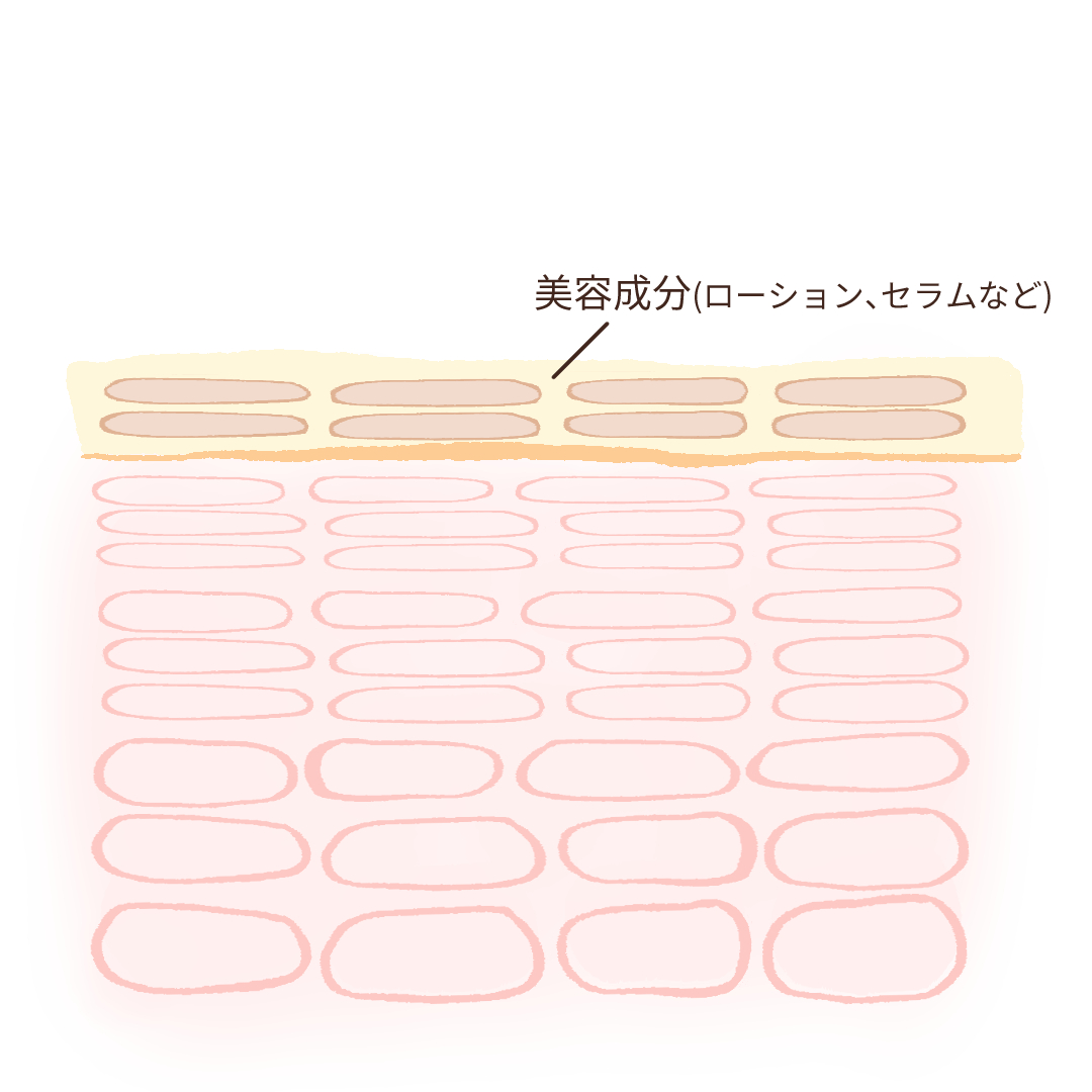 表皮イメージ①