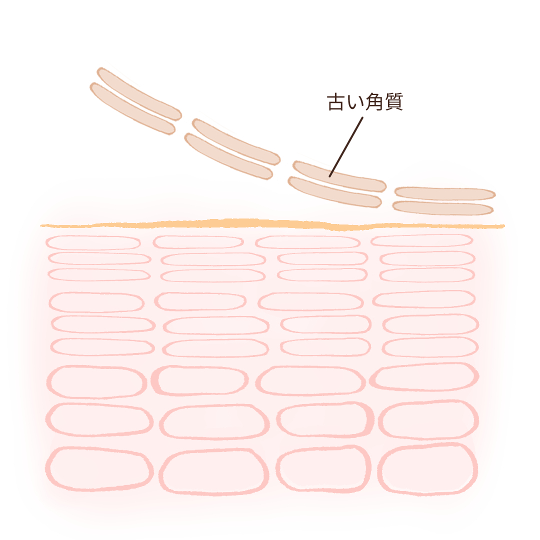 表皮イメージ③